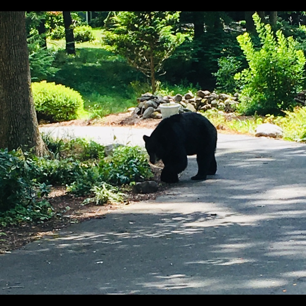Meet your Posher, Lizzie